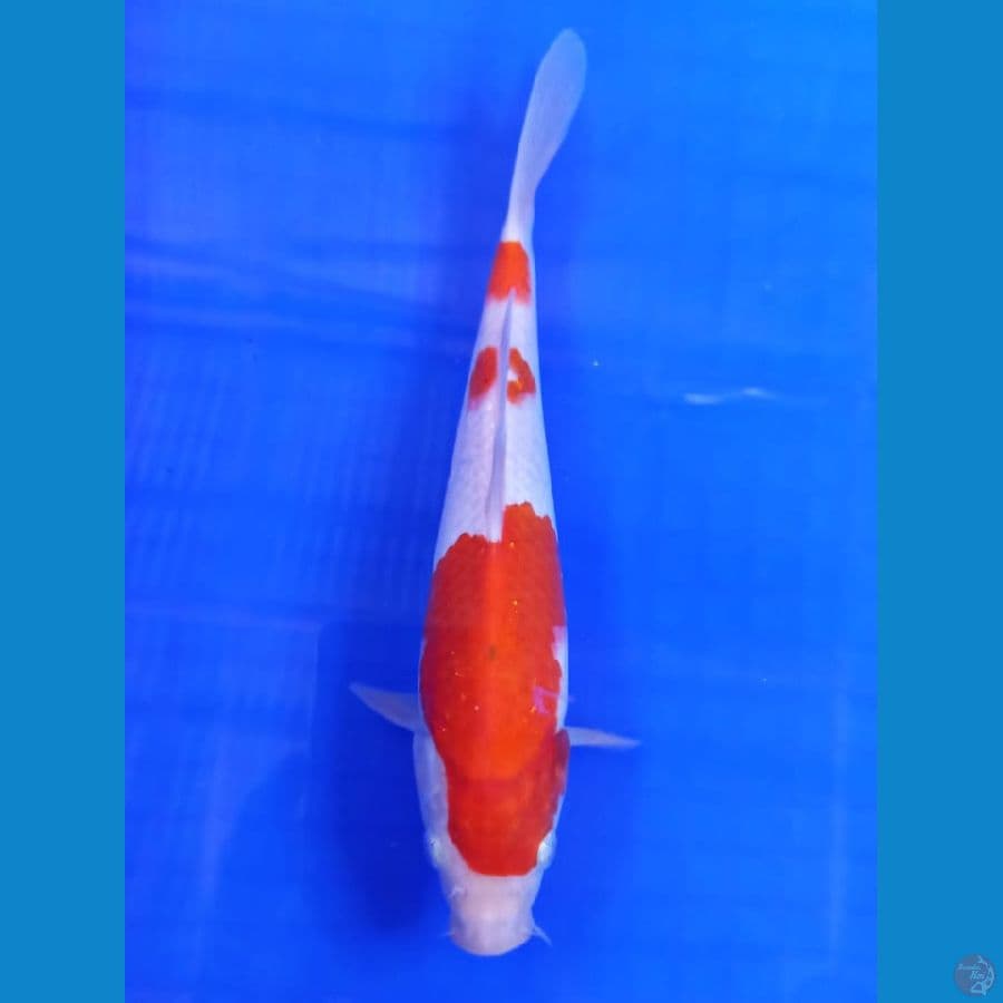 kohaku 25cm