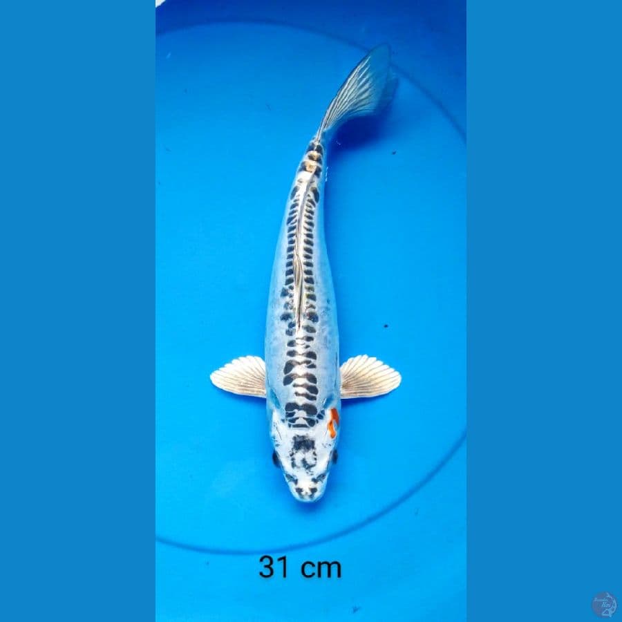 kiko mantul 31 cm