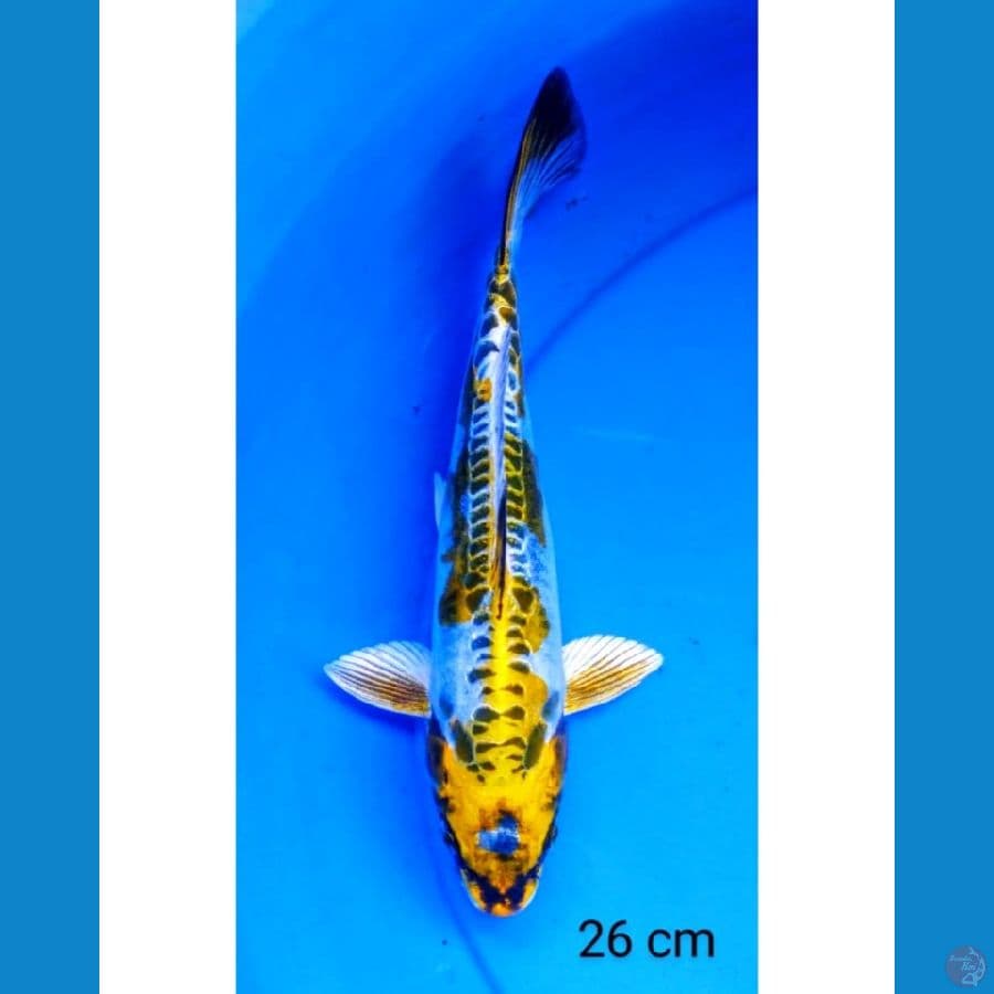 Kiko 26 cm