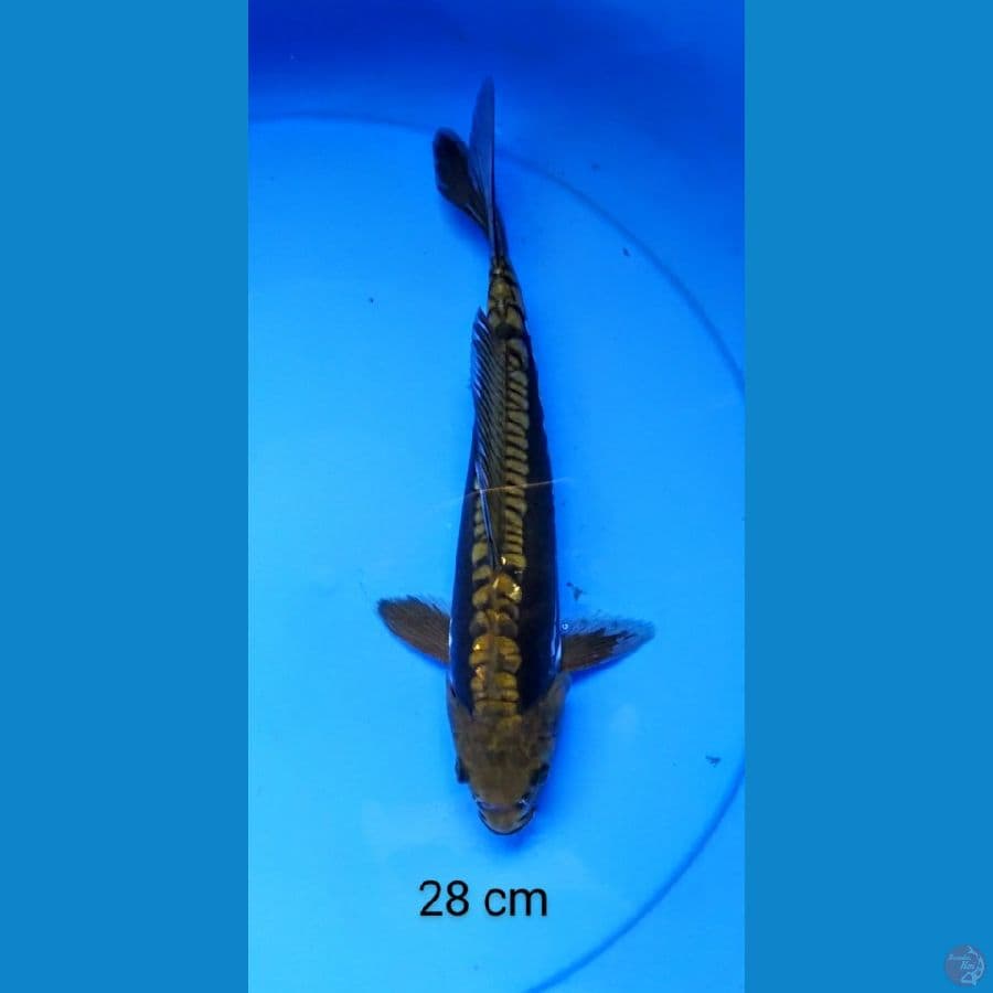 chagoi doit sisik naga 28 cm
