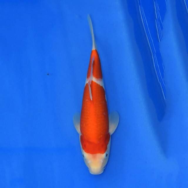 Gosanke Sakai