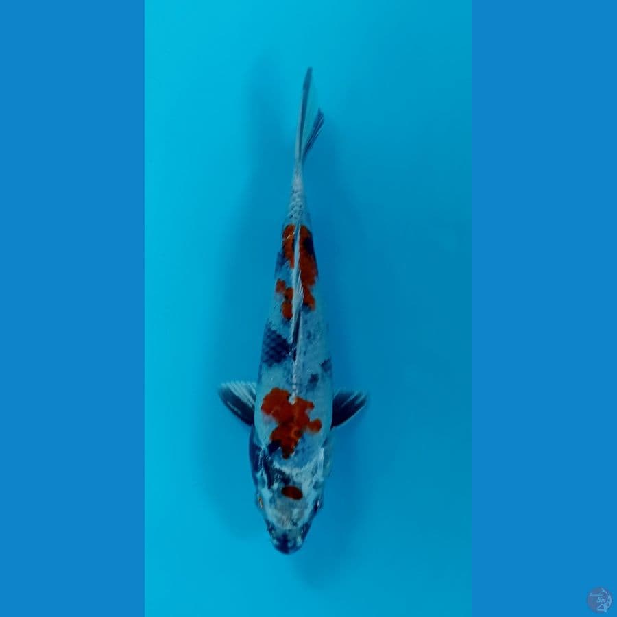 showa hikari 20cm