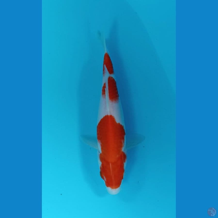 kohaku 22cm