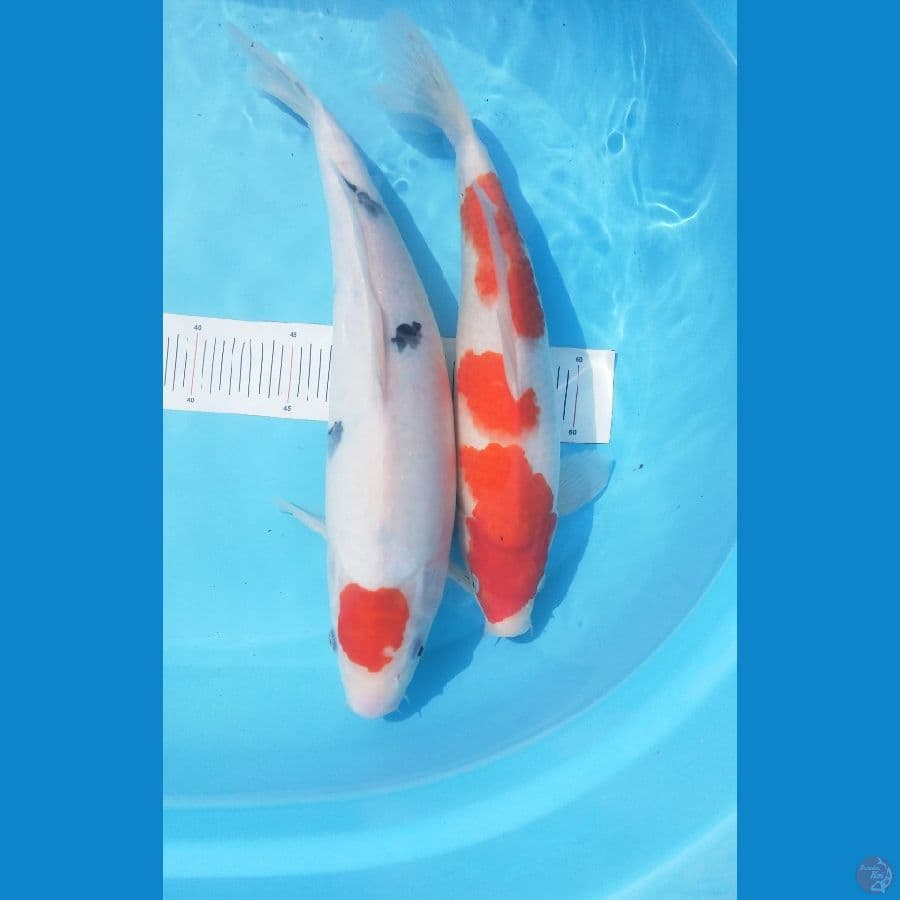 Tancho sanke female 35 cm & Kohaku male 30 cm