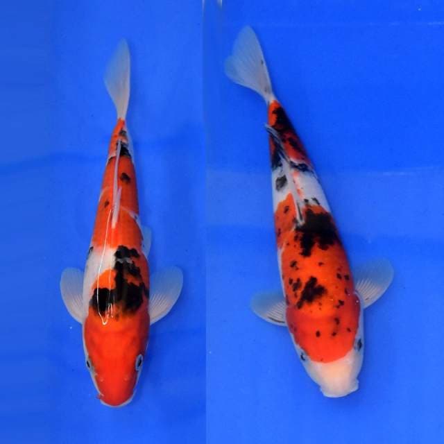 Gosanke Sakai