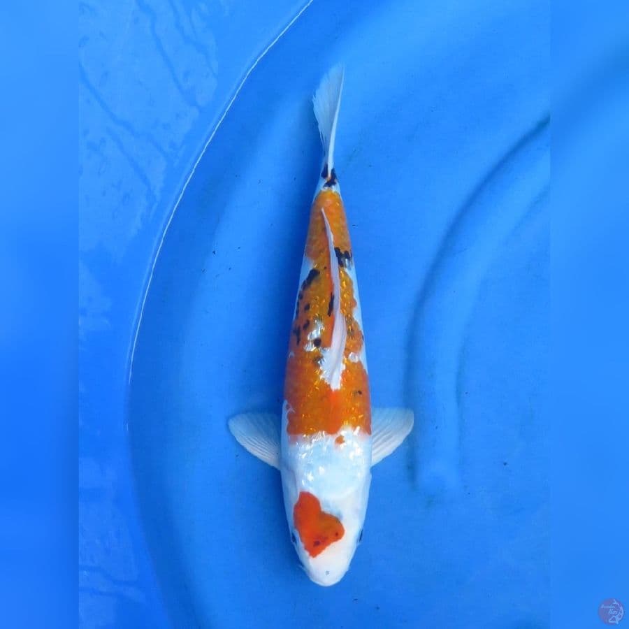 40cm - Showa Ginrin Tategoi