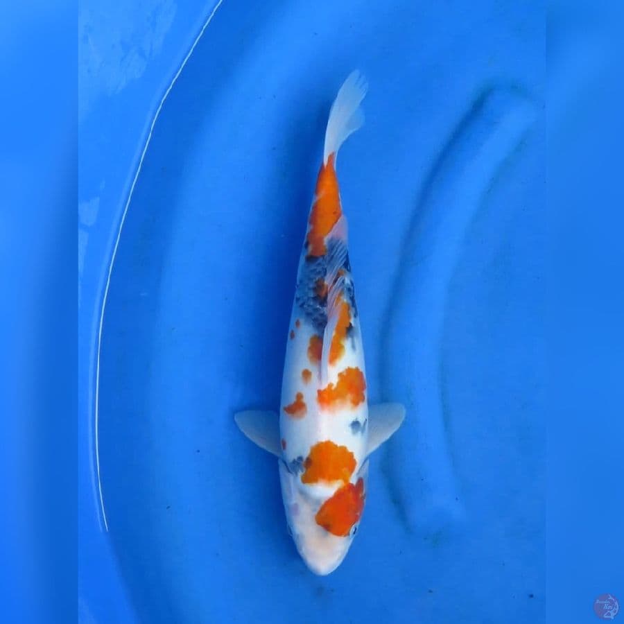 35cm - Showa Tategoi