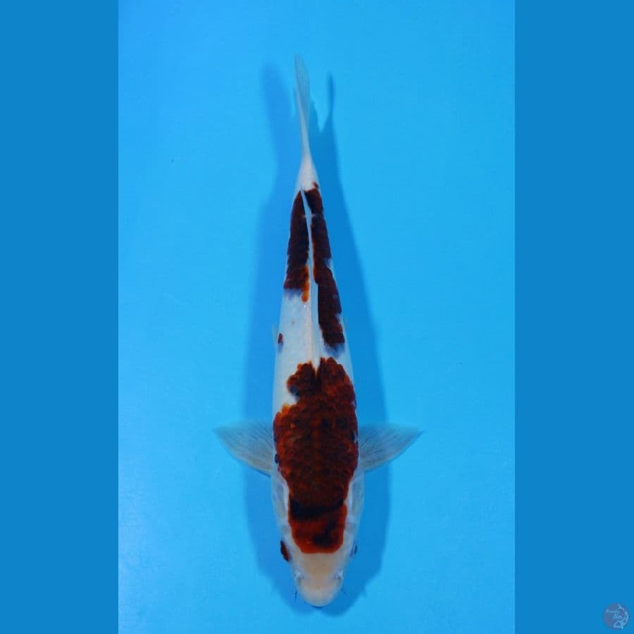 Goromo 2 step Good Skin 31cm male