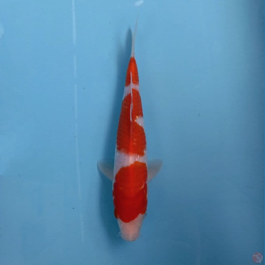 kohaku, 22 cm