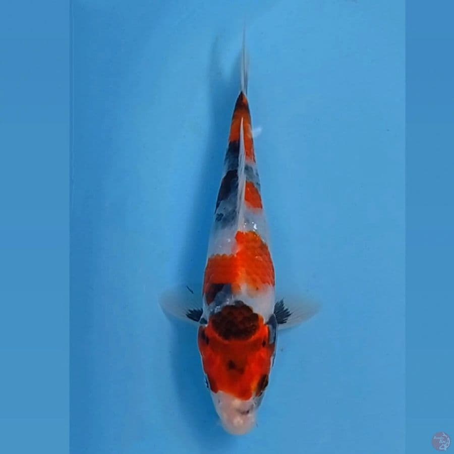 showa, 22 cm