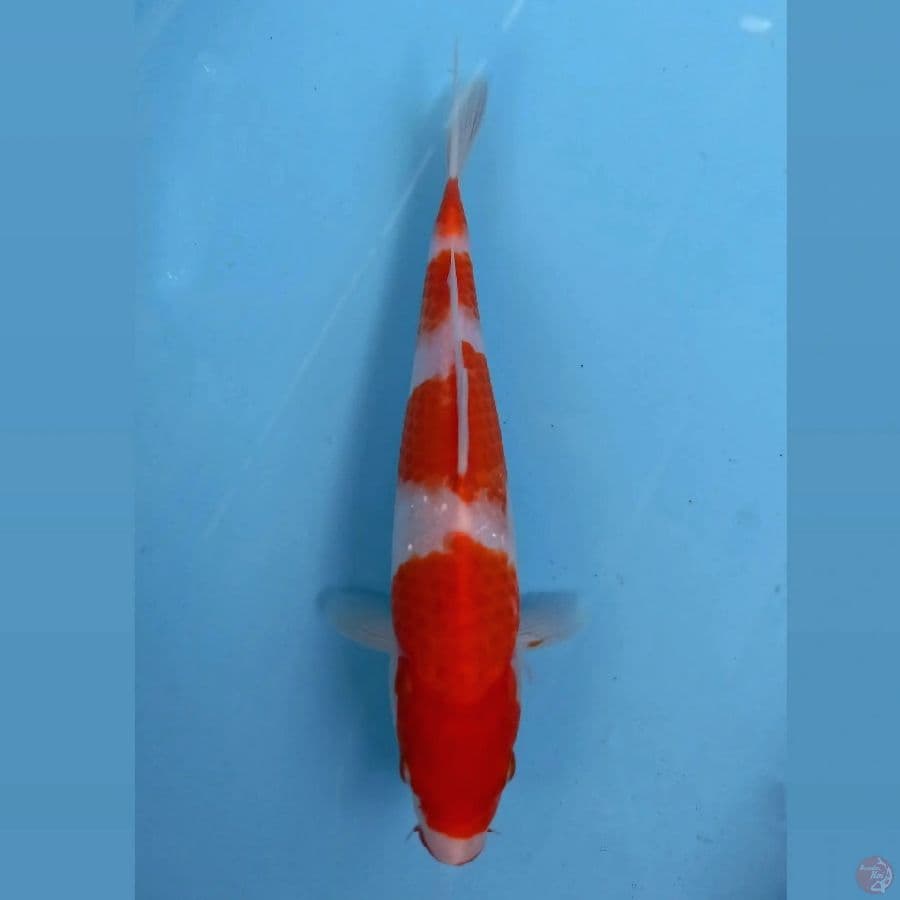 kohaku, 25 cm