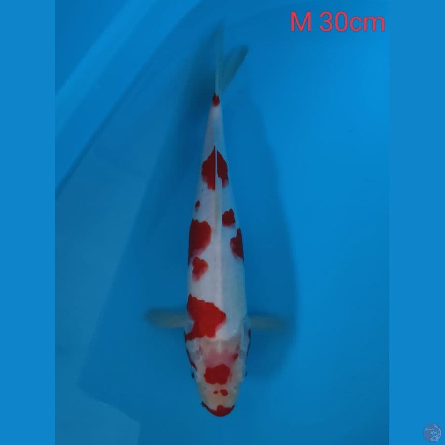 Sakura Kohaku 30cm (Male)