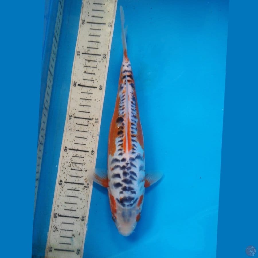 Hana shusui, 31cm female