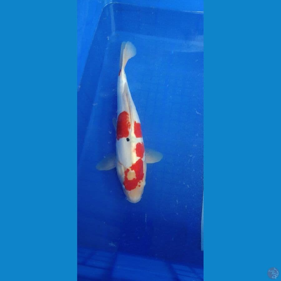 saanke 41cm