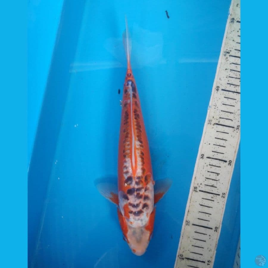 Hana shusui, 32cm male