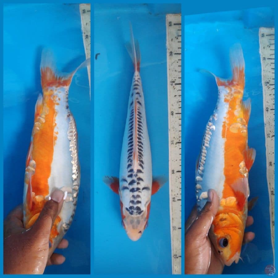 Shusui, 34cm male