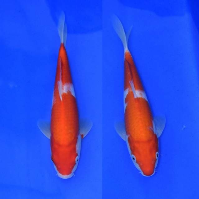 Gosanke Sakai
