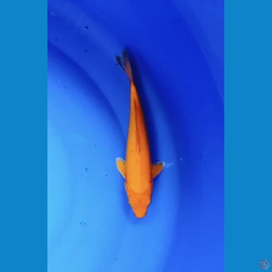 Orenji 32 cm