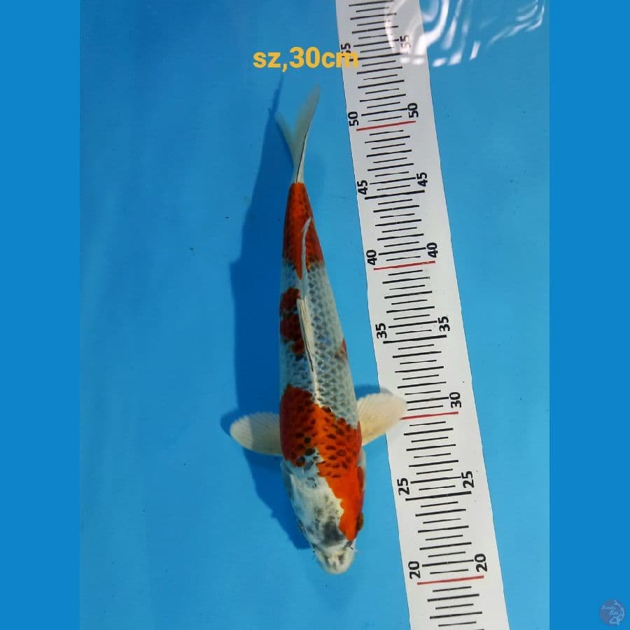 kujaku 30cm
