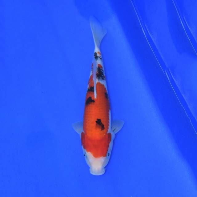 Gosanke Sakai