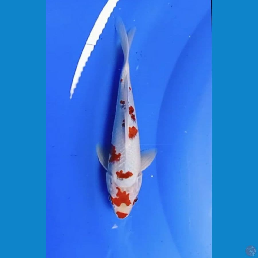 Ai goromo 28 cm