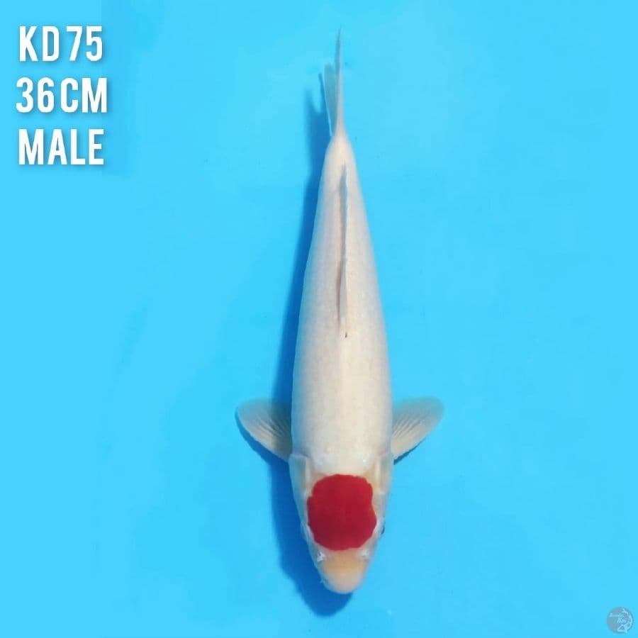 TANCHO KOHAKU ORIGINAL