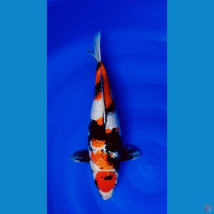 showa gindrin berpunuk 36cm (female)