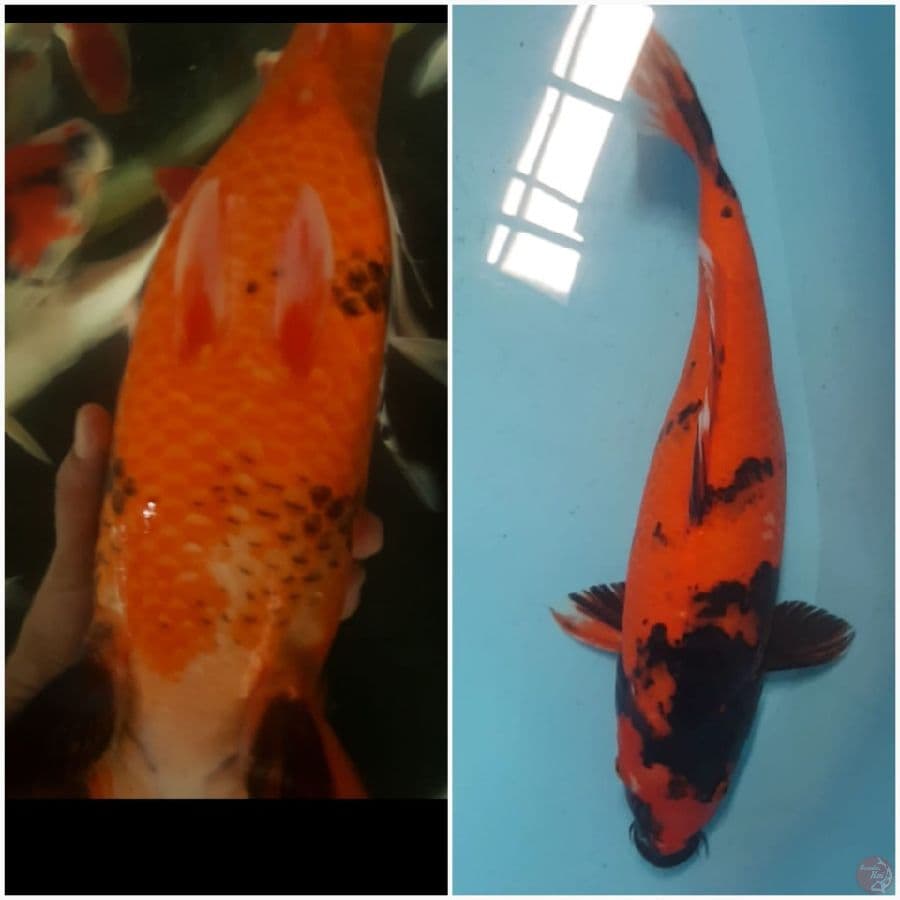 Hi Utsuri 46 cm