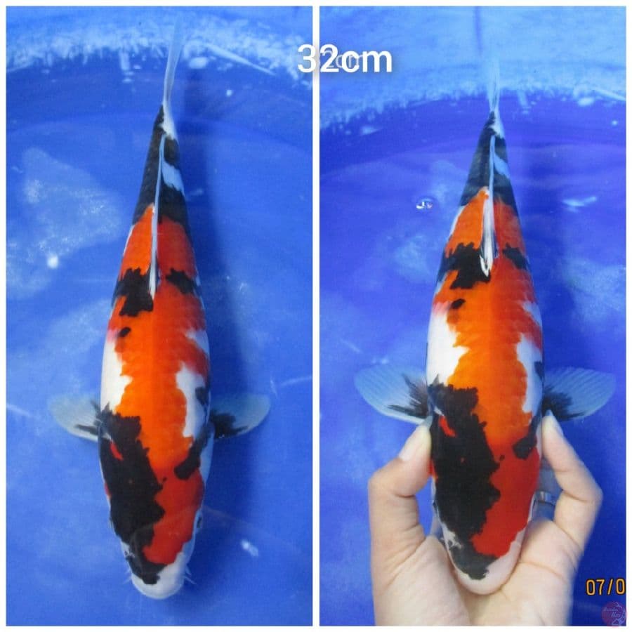 SHOWA 32CM
