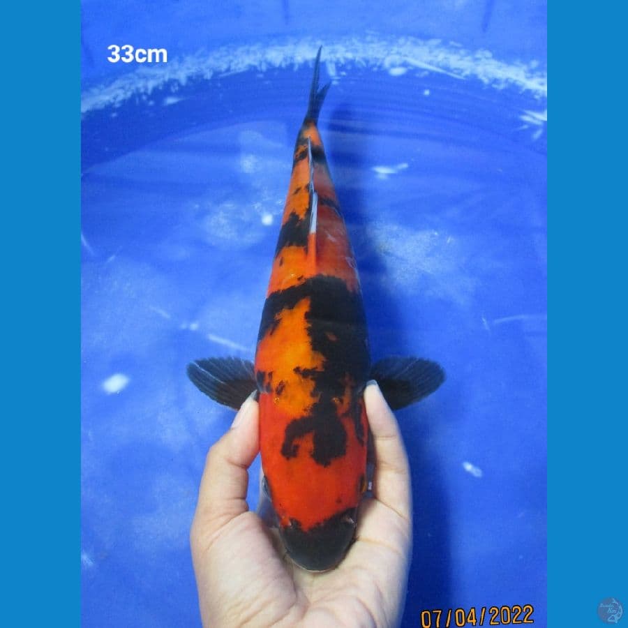 UTSURI 33CM