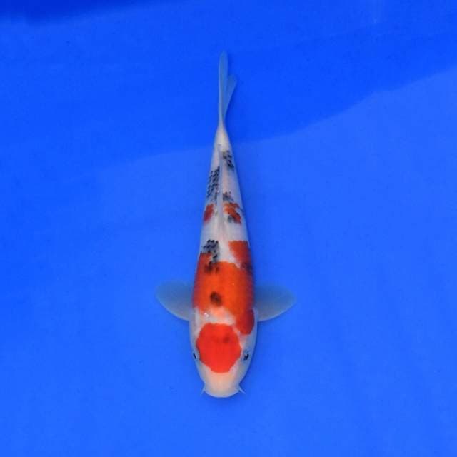 Gosanke Sakai