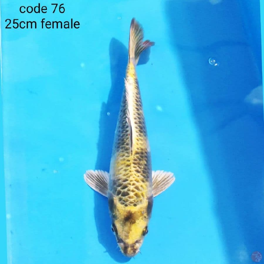 kin showa 25cm female
