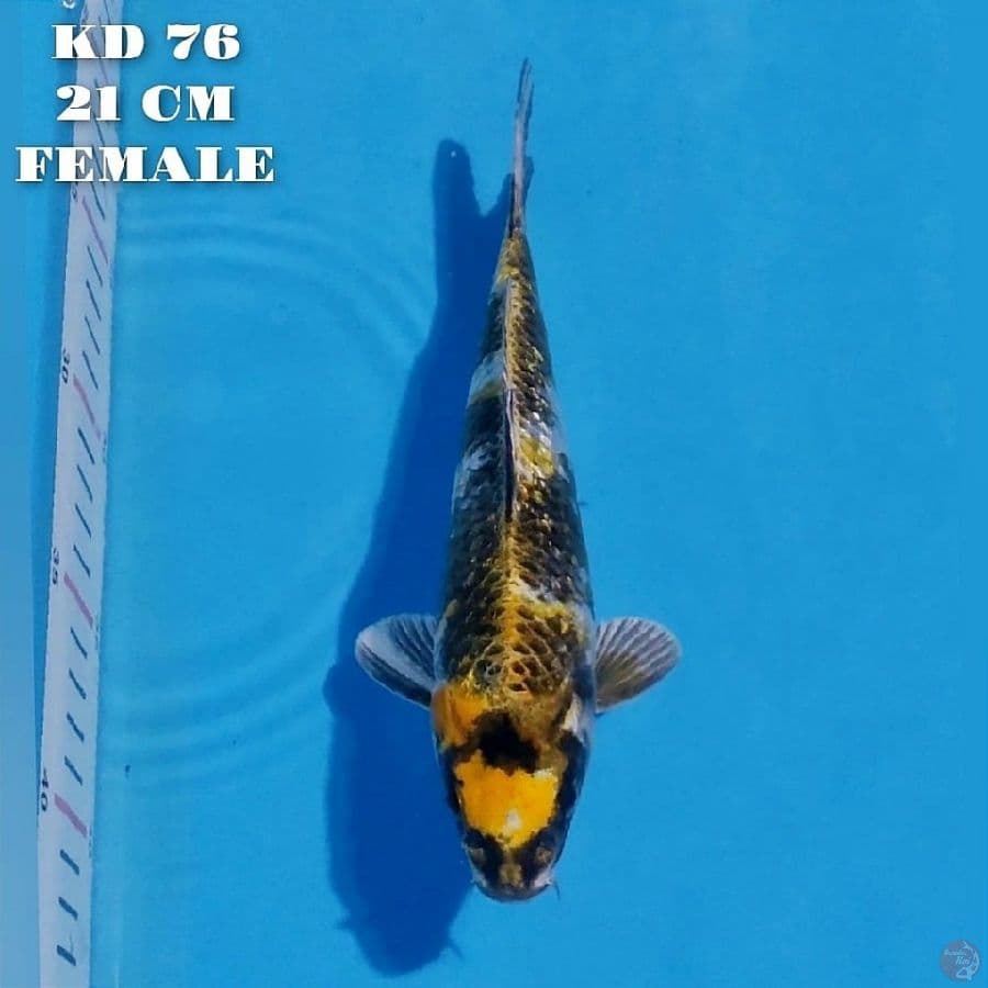 kin ki showa ginrin 21cm female