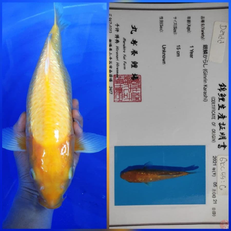 Karasi Ginrin 41cm