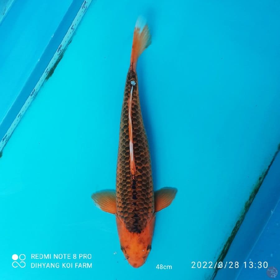 MALE AKA MATSUBA 50BU