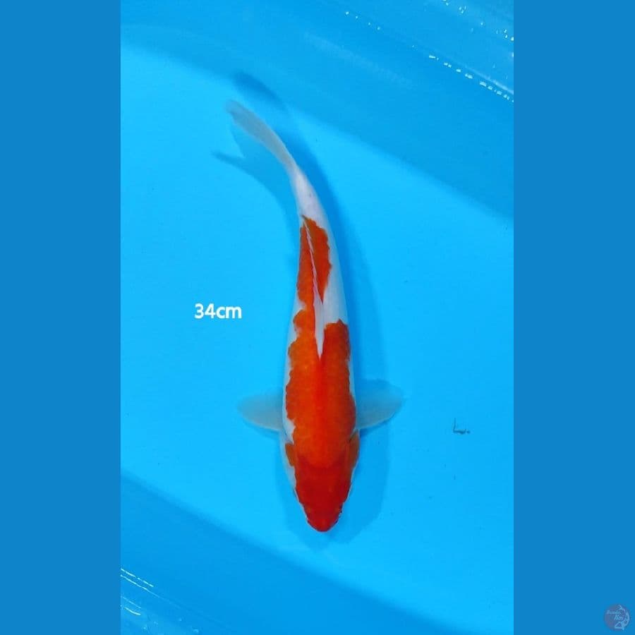 Kohaku ~ 34cm