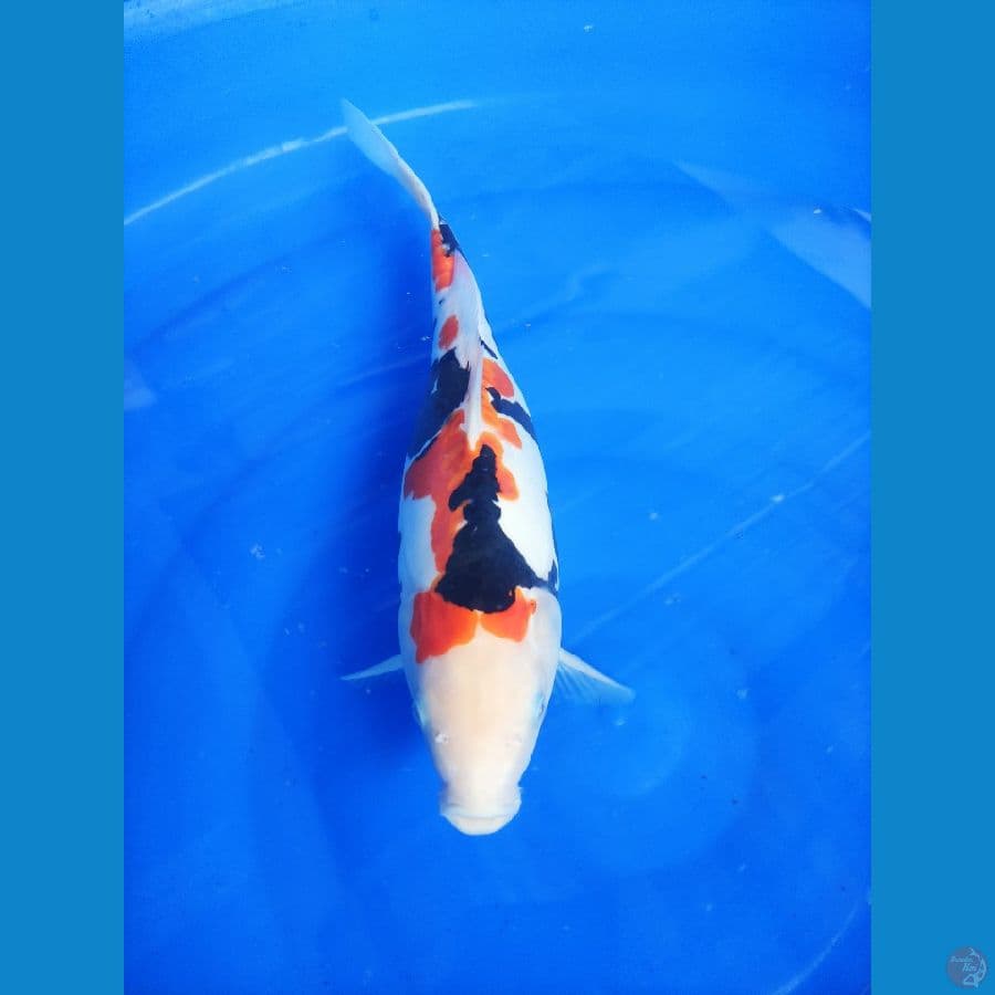 Showa Doit Pumada 40cm