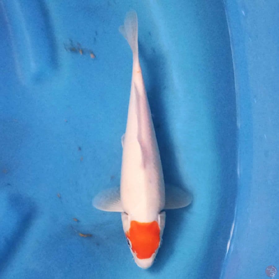 Tancho 24cm