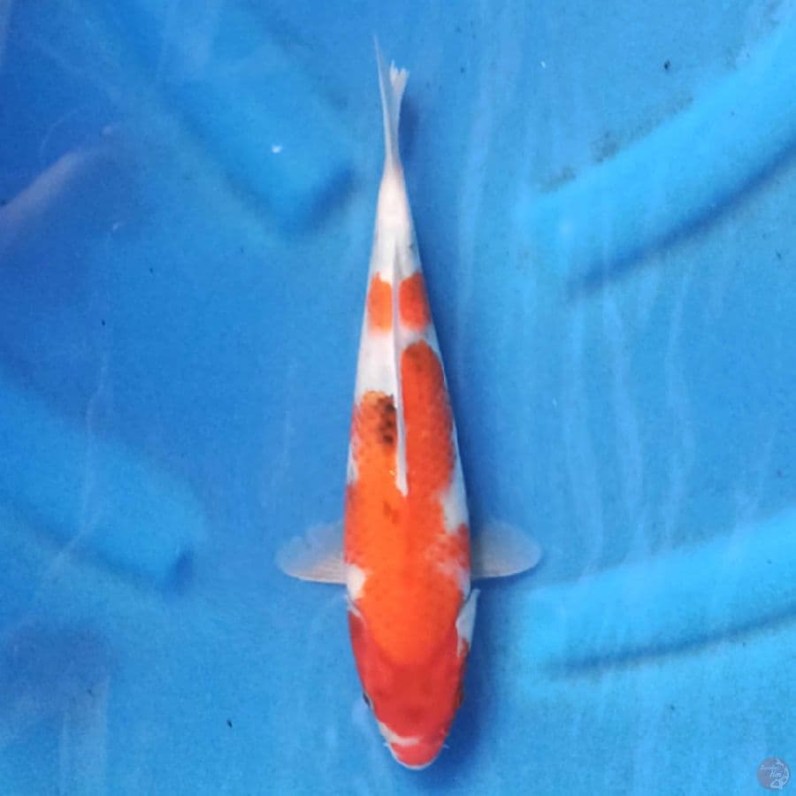 Showa 24cm