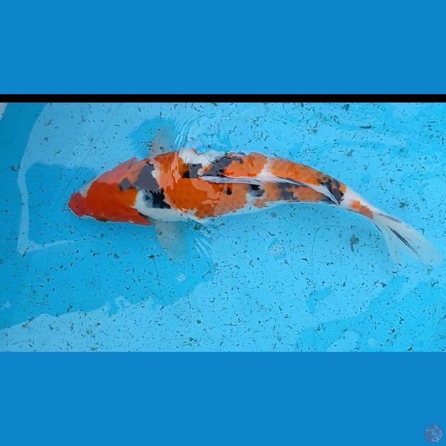 sanke 34 cm