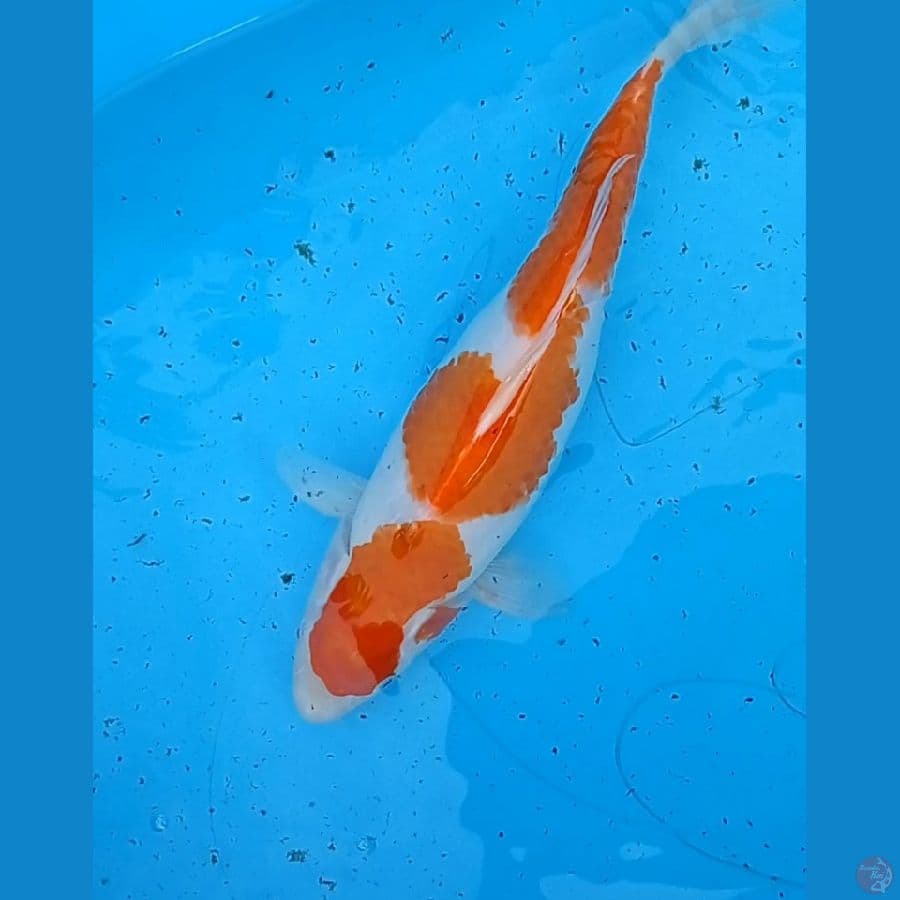 kohaku Ori 35cm