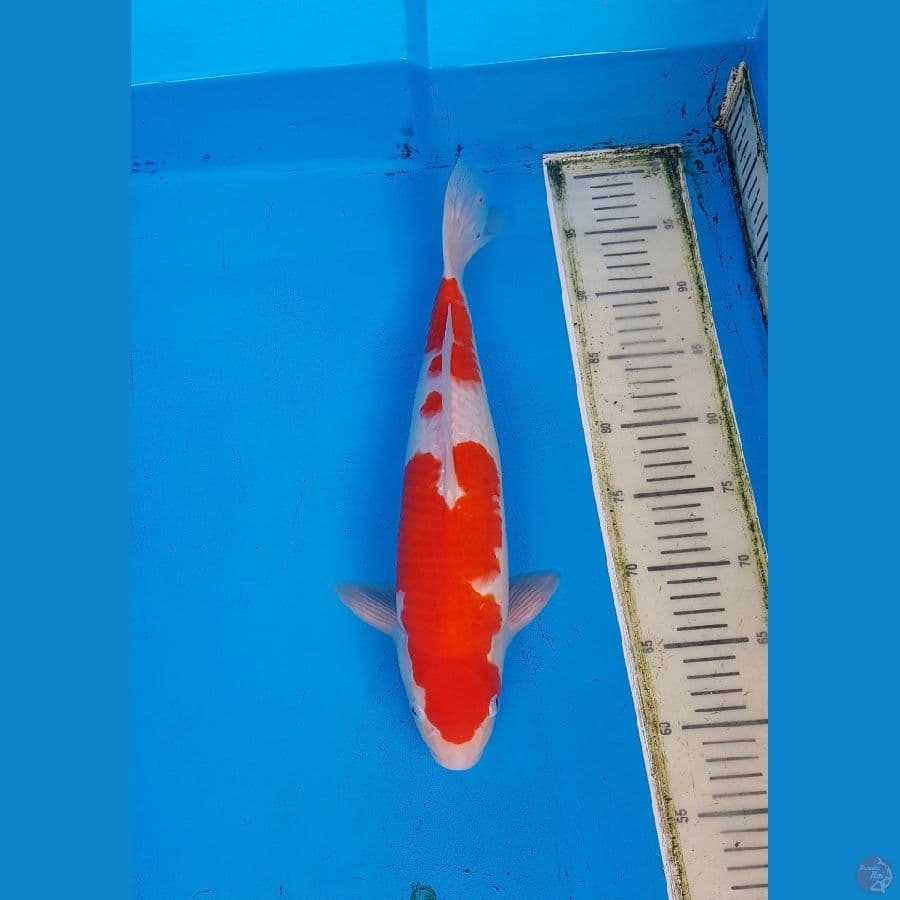 SQ 40cm Kohaku M