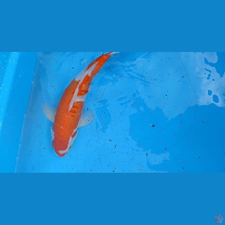 kohaku Ori 35 cm