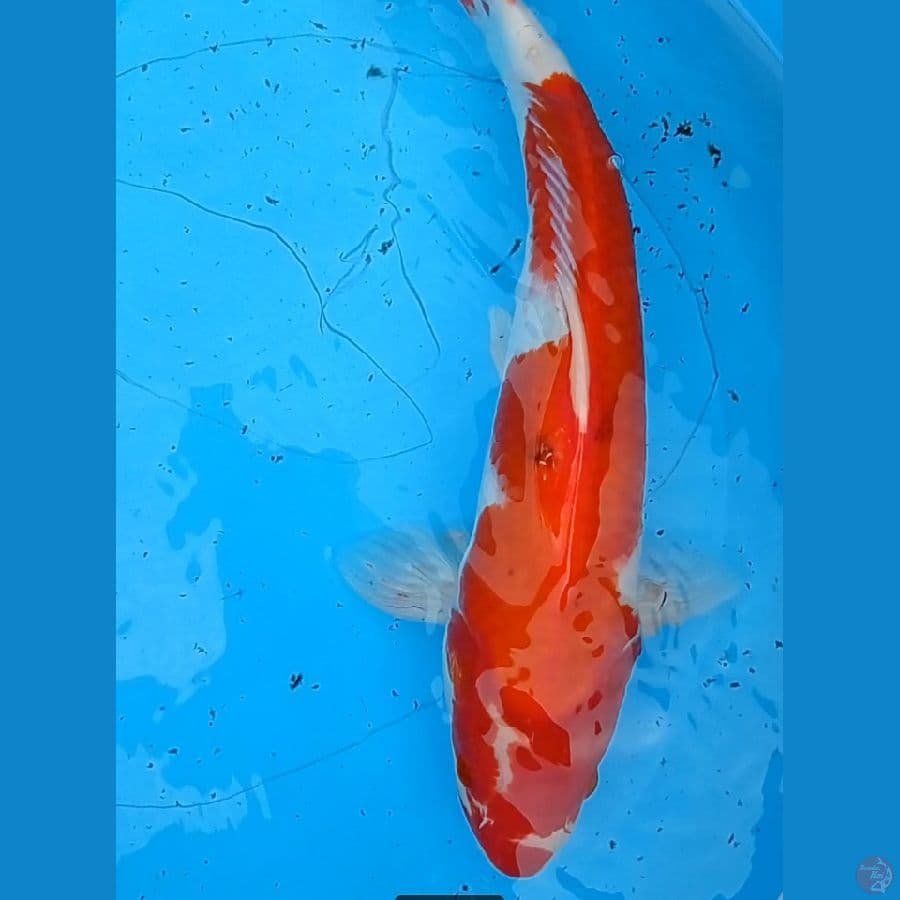 kohaku 35 cm