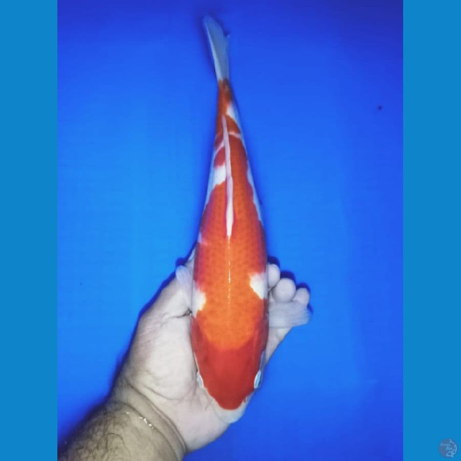 KOHAKU STRONG/ F