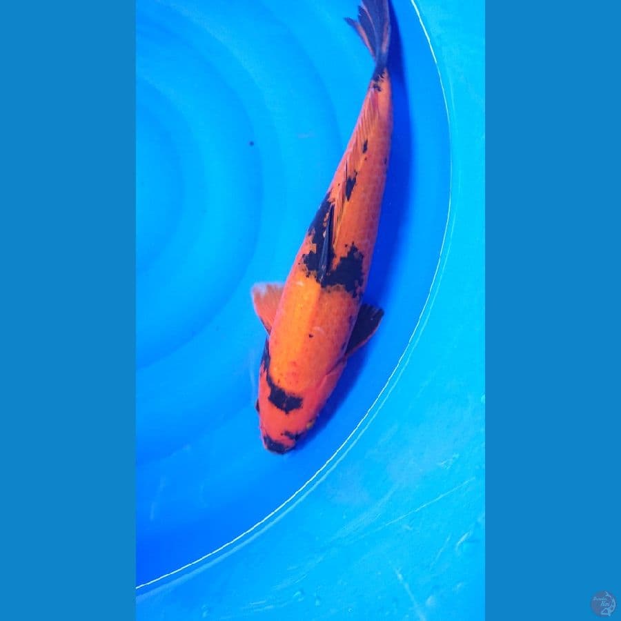 hiu 45cm