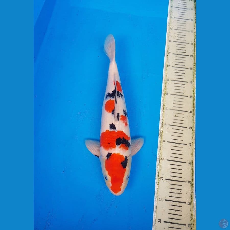 HQ 46cm Sanke M