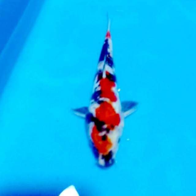 Showa doitsu 25cm