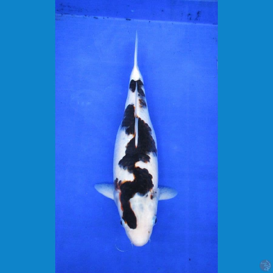 budo goromo ±35cm