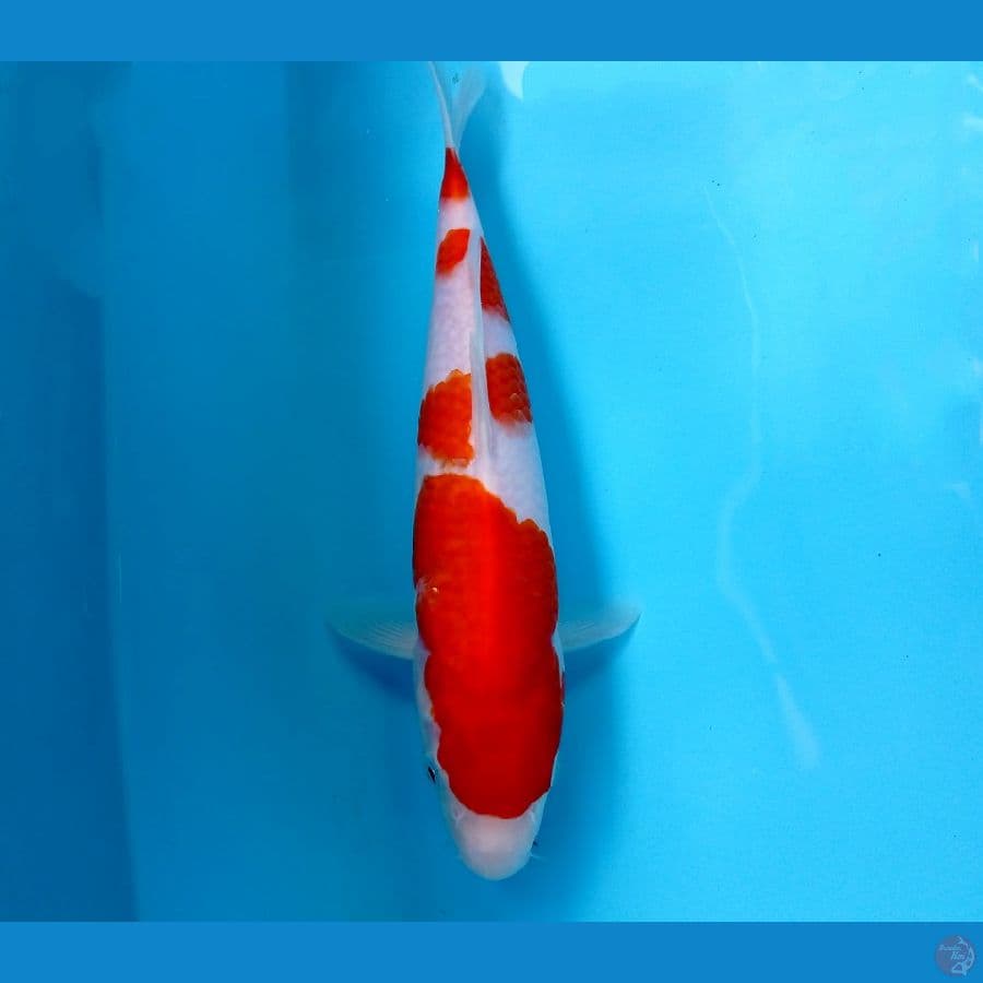 kohaku 25 cm